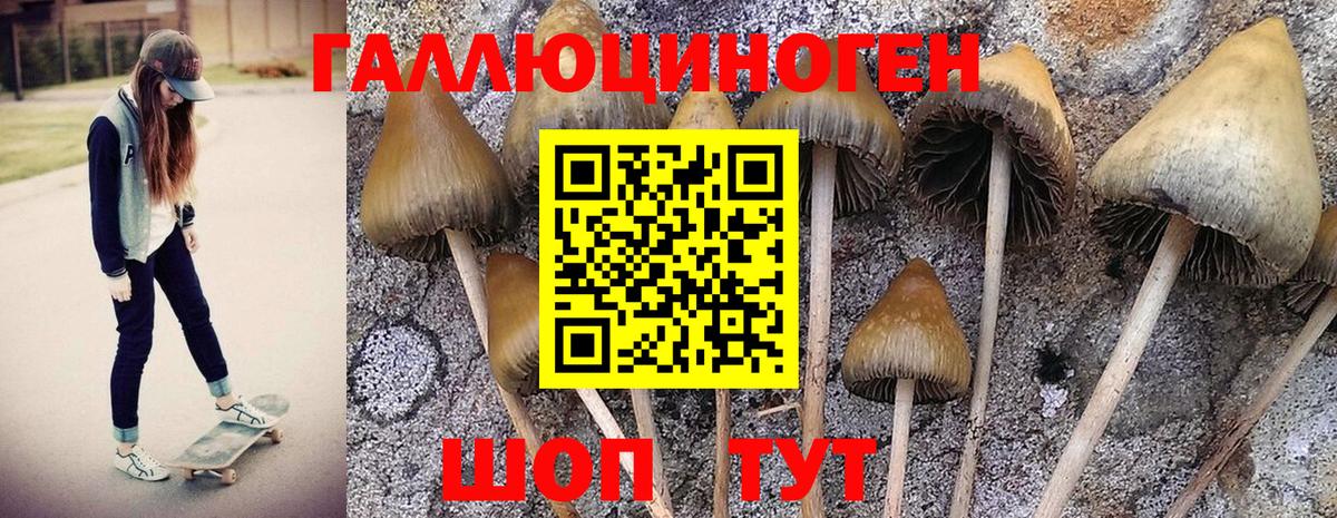 Псилоцибиновые грибы Magic Shrooms Новошахтинск